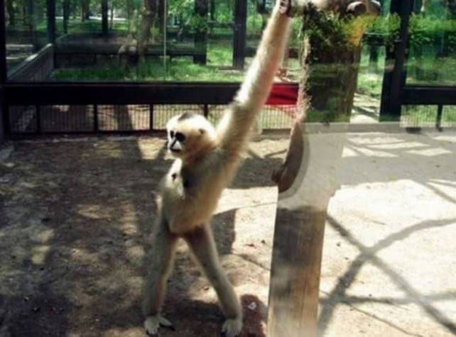 im fabulous funny pics