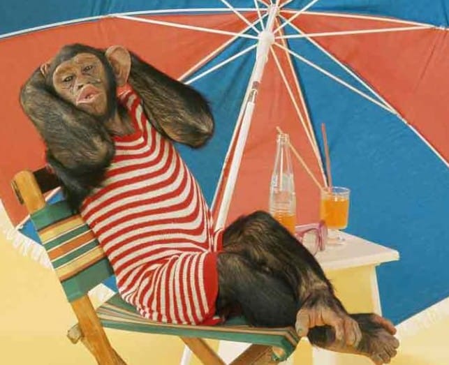 im fabulous monkey