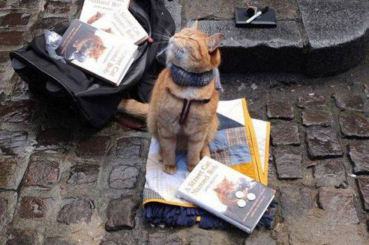 james-bowen-cat