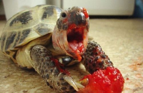 jello-turtle