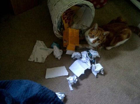 jerk cat