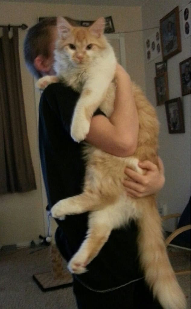 giant-cat-huge