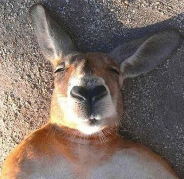 kangaroo-selfie