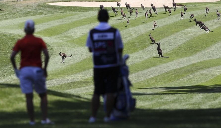 kangaroo golf