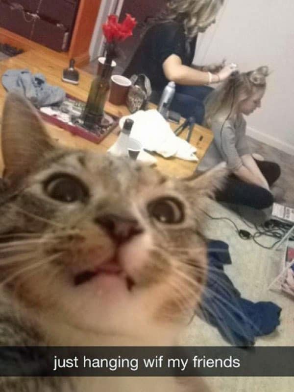 kitty-selfie