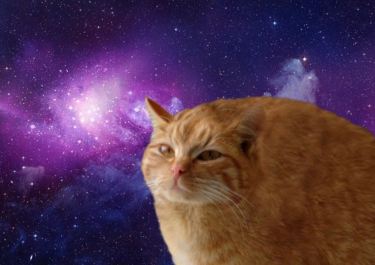 kitty without neck
