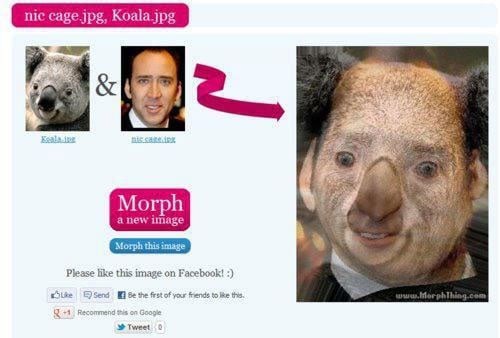 koala-nicolas-cage