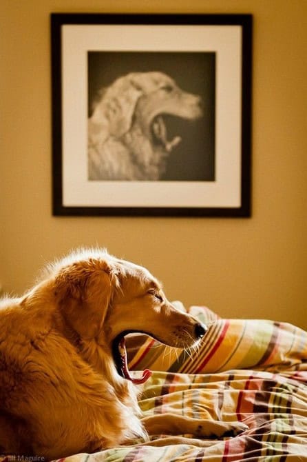 life imitates art dog