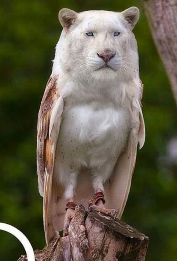 lion owl