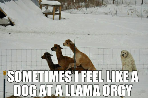 llama-drama