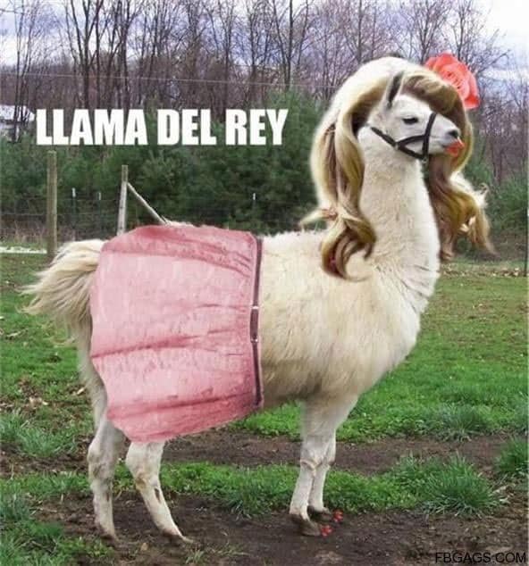 llama-rel-rey