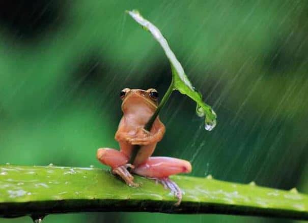 lord of the frogs