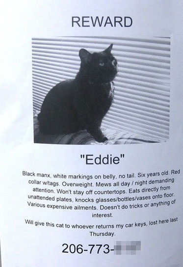 lost-cat