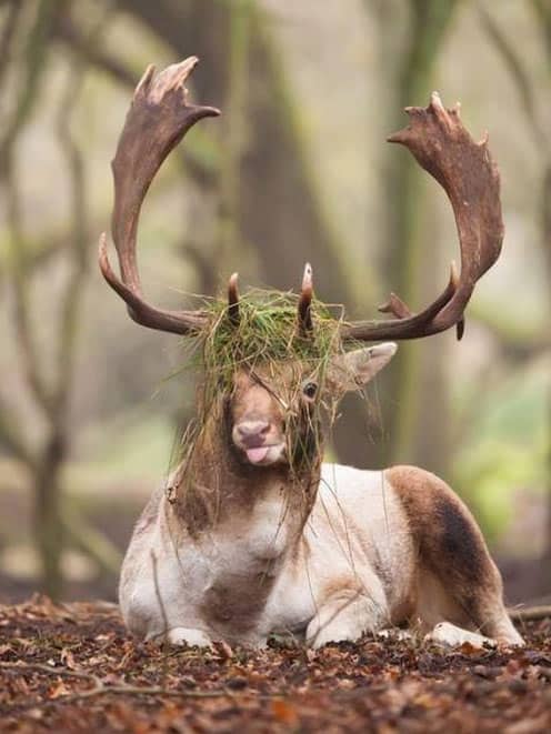 majestic-deer
