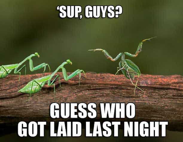 mantis-laid