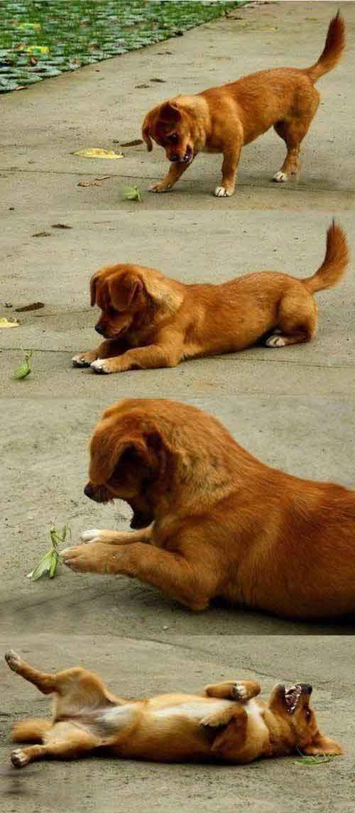 mantis-vs-dog