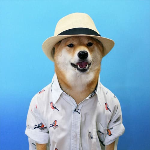 mens-wear-dogs