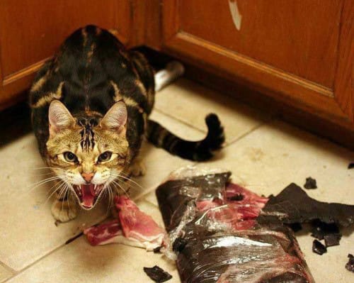 cat destroys kitchen meat