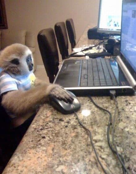 monkey-internet