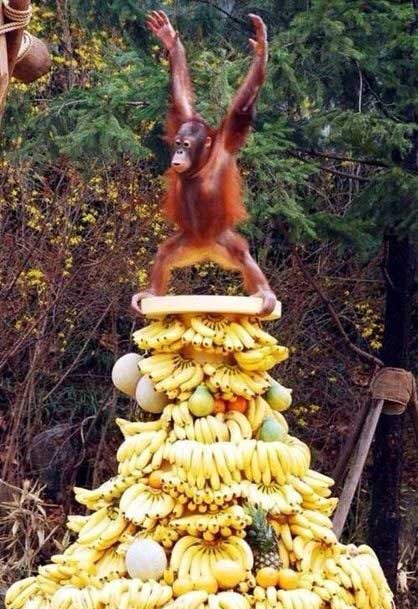 monkey-king