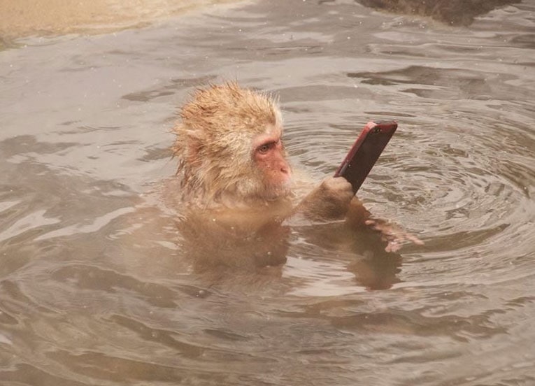 monkey-selfie