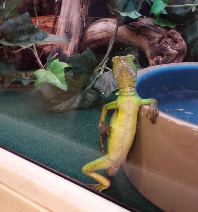 most-interesting-reptile-in-the-world