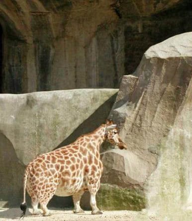 no neck animals