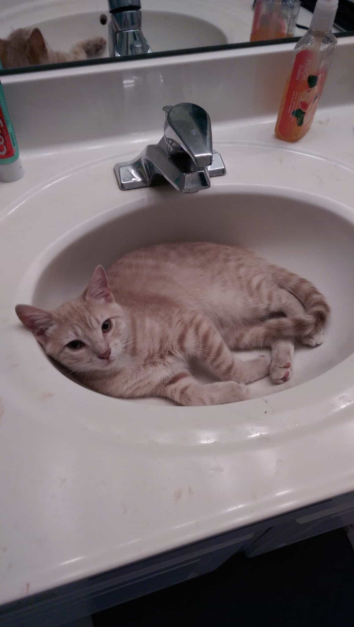 cat in a sink cats