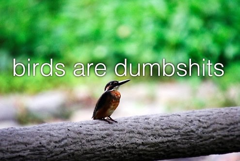 offensive wallpaper birds