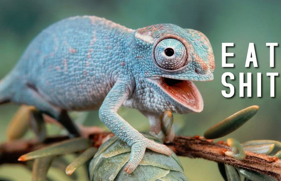 offensive wallpaper lizard