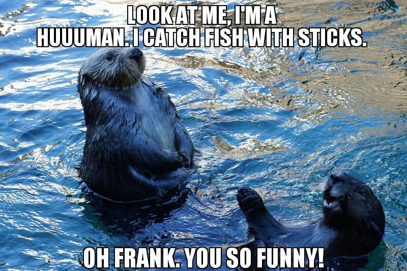 otter-human-meme