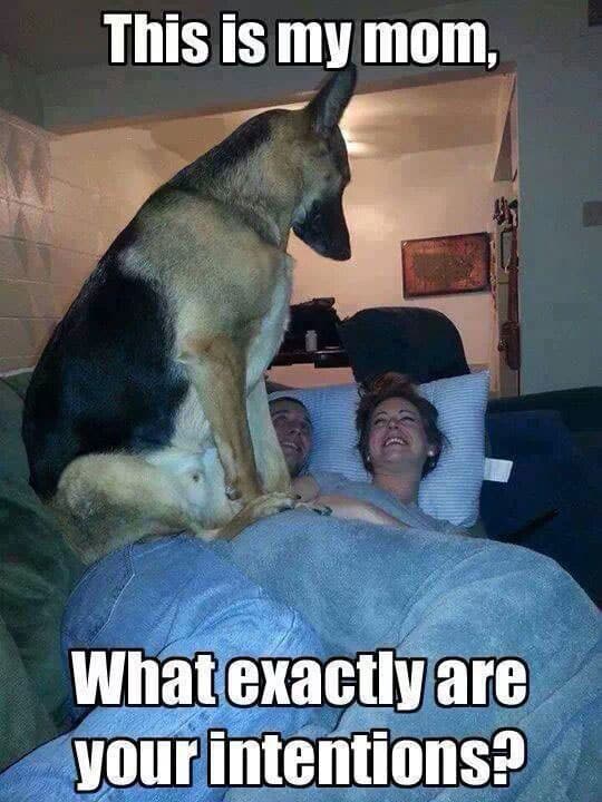 overly-protective-dog