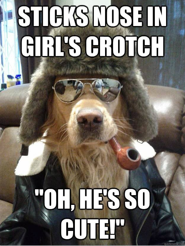 overly suave dog memes