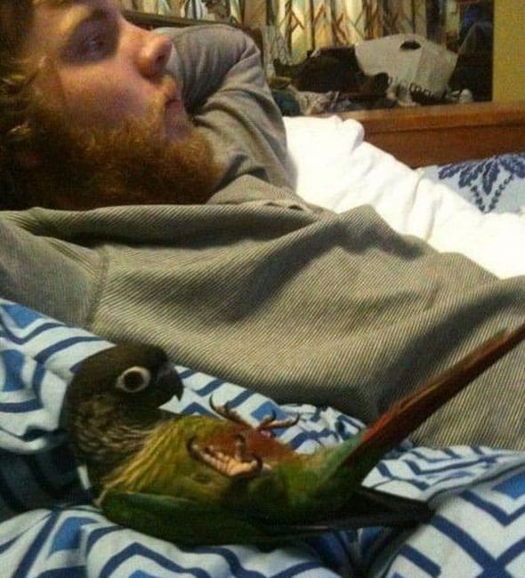 parrot-chillin