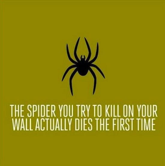 perfect-world-spider