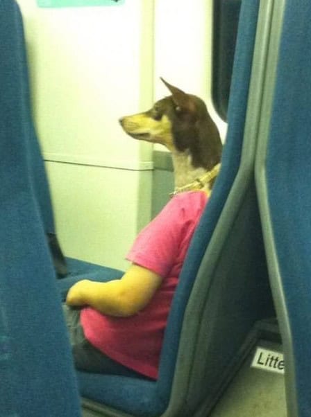 perfect angle dog