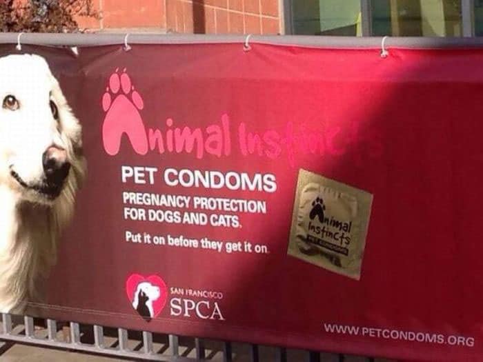 pet-condoms