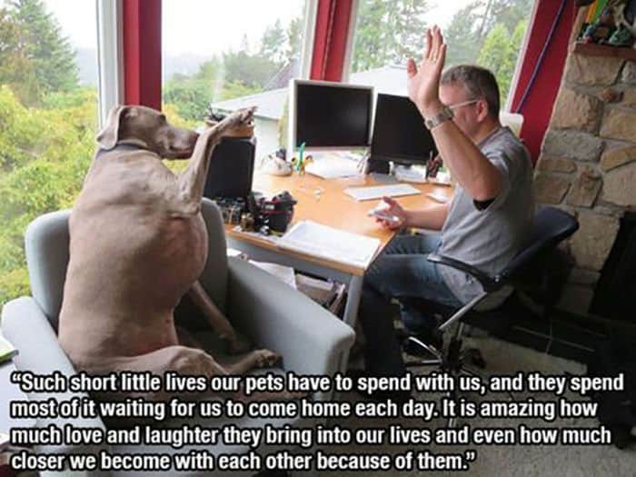 pet-memes