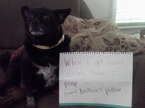 pet scarlett letter punishment