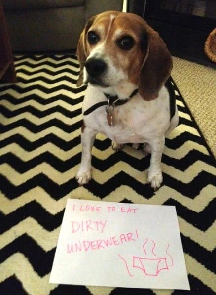pet shaming beagle