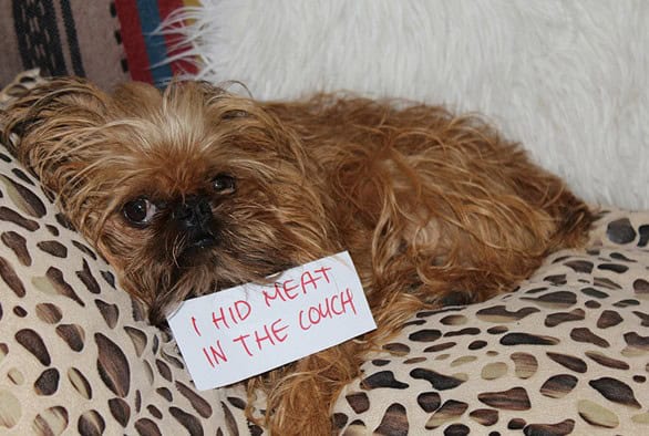 pet shaming best
