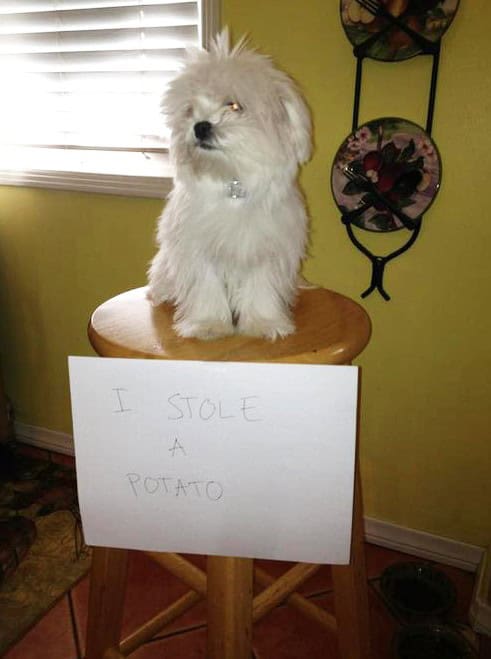 pet shaming pics