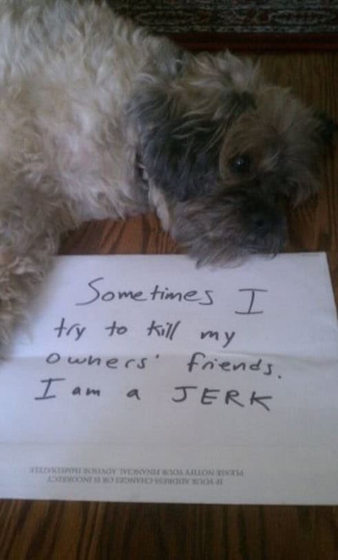pet shaming pictures