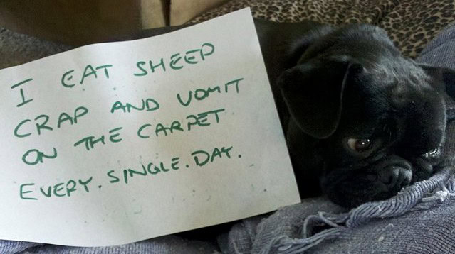 pet shaming pug