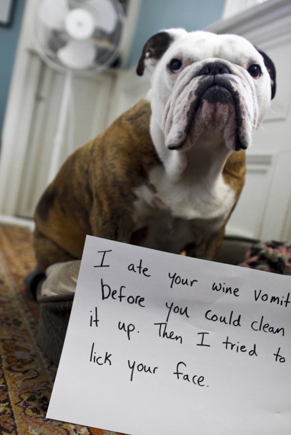 pet shaming puke