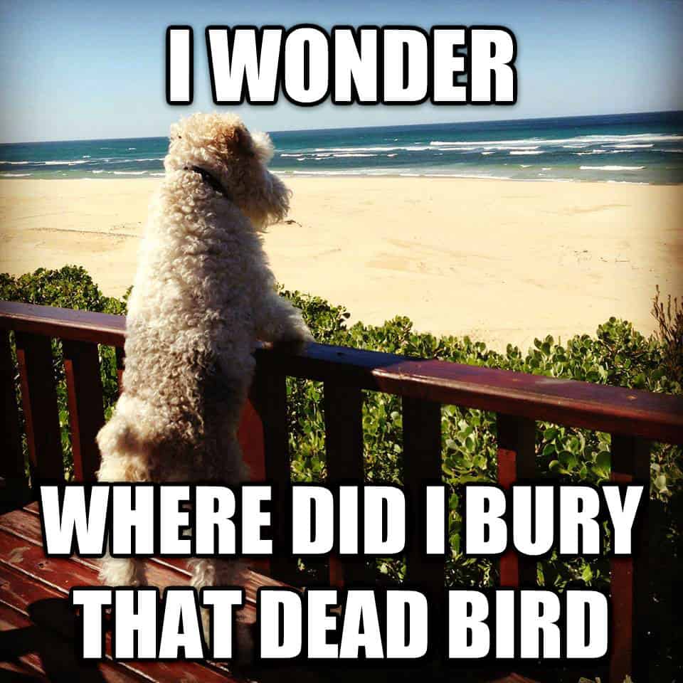 philosophical-dog
