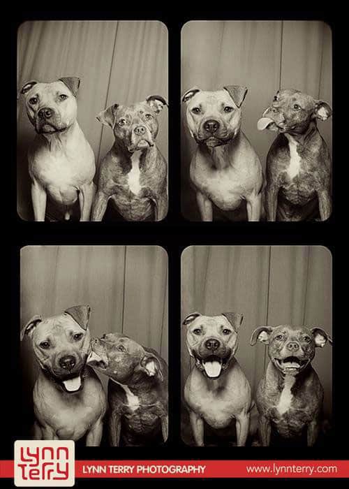 photobooth-dogs