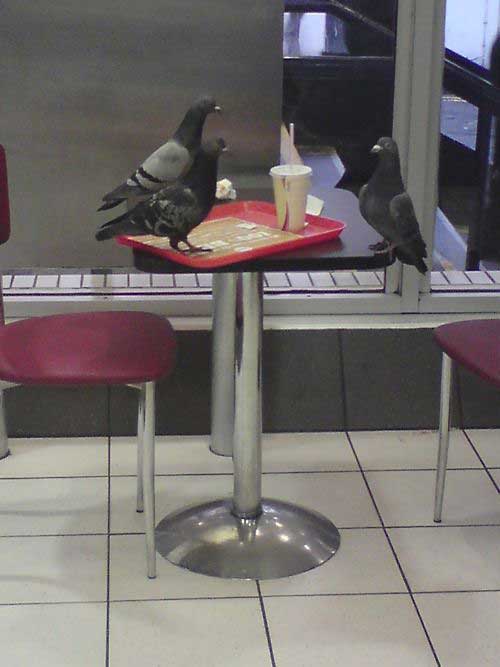 pigeon-interview