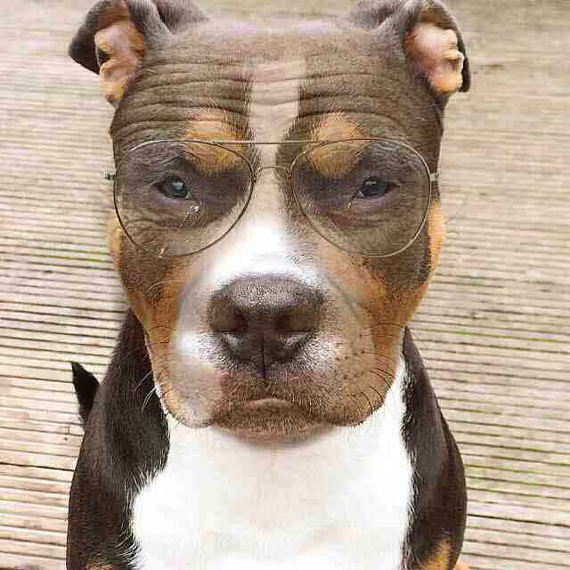professor-dog