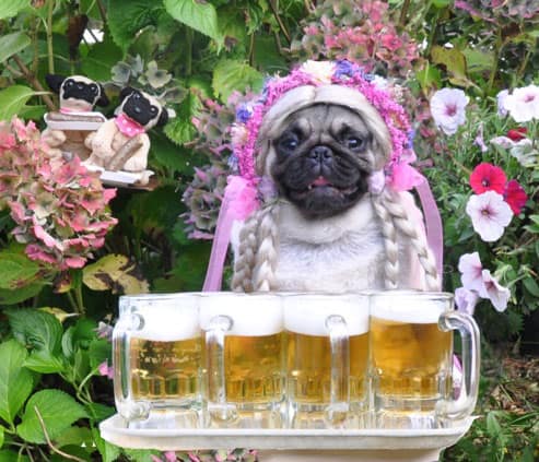 pug-beer